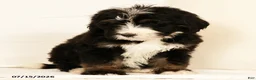Bernedoodle dogs for sale: Ted - Ad 3