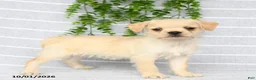 Mixed Breed dogs for sale: Tori - Ad 4