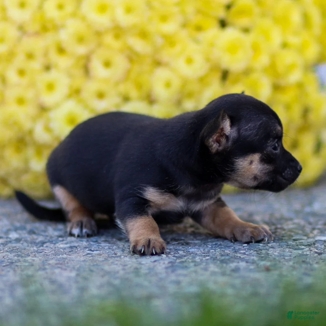 Chihuahua dogs for sale: Preston - Ad 27