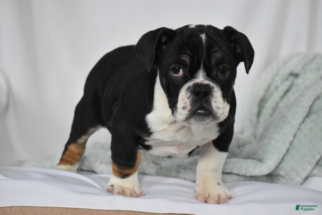 Mixed Breed dogs for sale: Hope - Ad 10