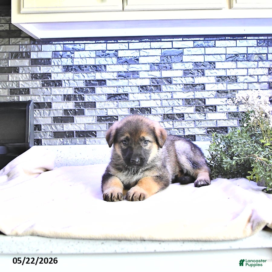 German Shepherd dogs Brynn - Ad 2