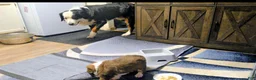 Mixed Breed dogs for sale: Marley - Ad 65