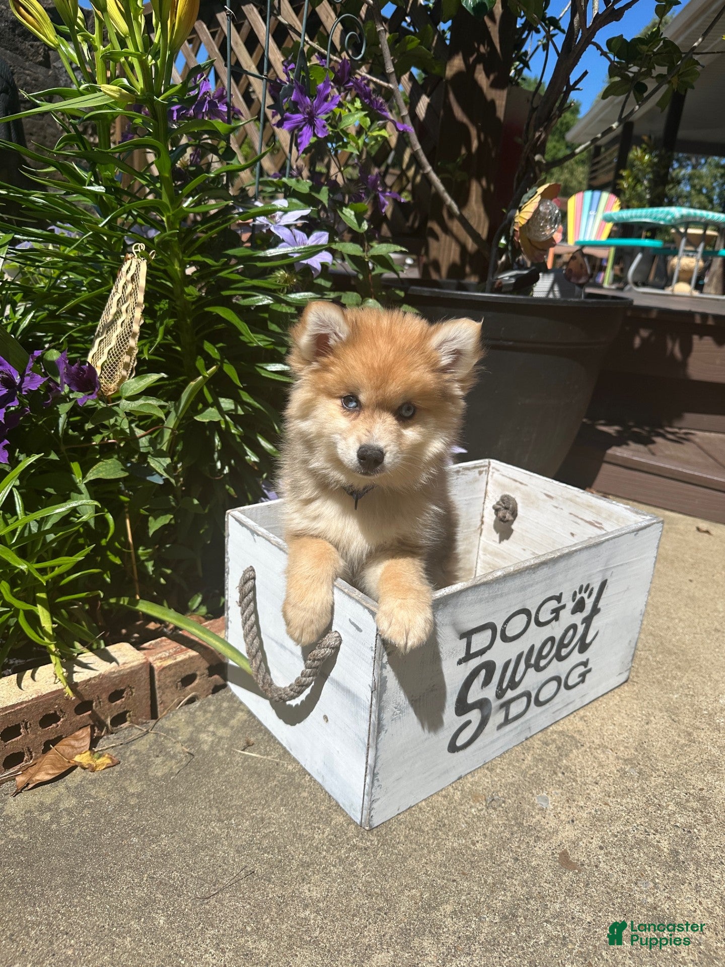 Pomsky dogs Reese - Ad 38