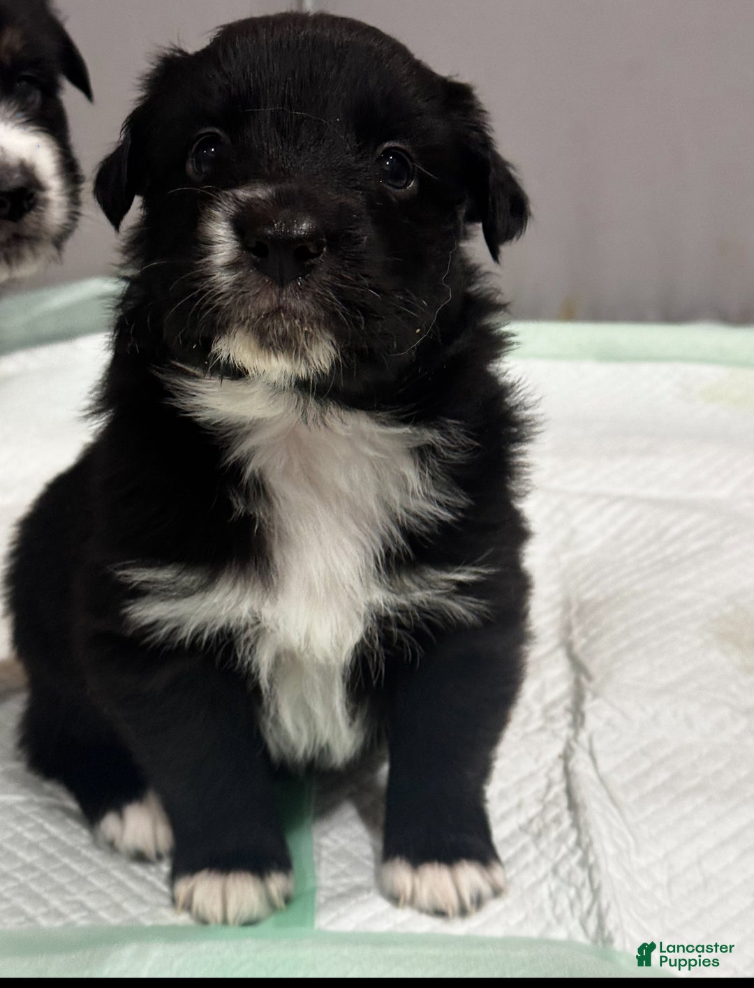 Australian Shepherd dogs for sale: Australian Shepherd Puppy 4 - Ad 7