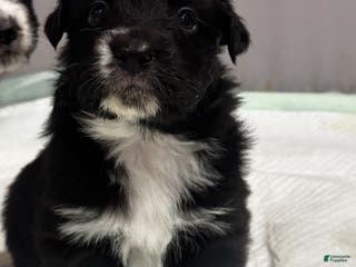 Australian Shepherd dogs Australian Shepherd Puppy 3 - Ad 4