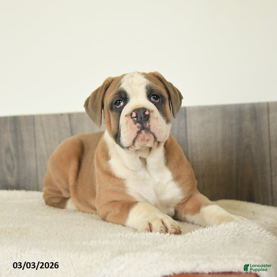 Olde English Bulldogge dogs Buster - Ad 1