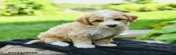 Bichpoo dogs for sale: Heidi - Ad 5
