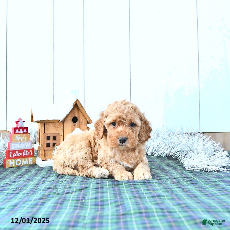 Mini Goldendoodle dogs Ned - Ad 42