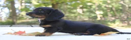 Miniature Dachshund dogs for sale: Sophie - Ad 3