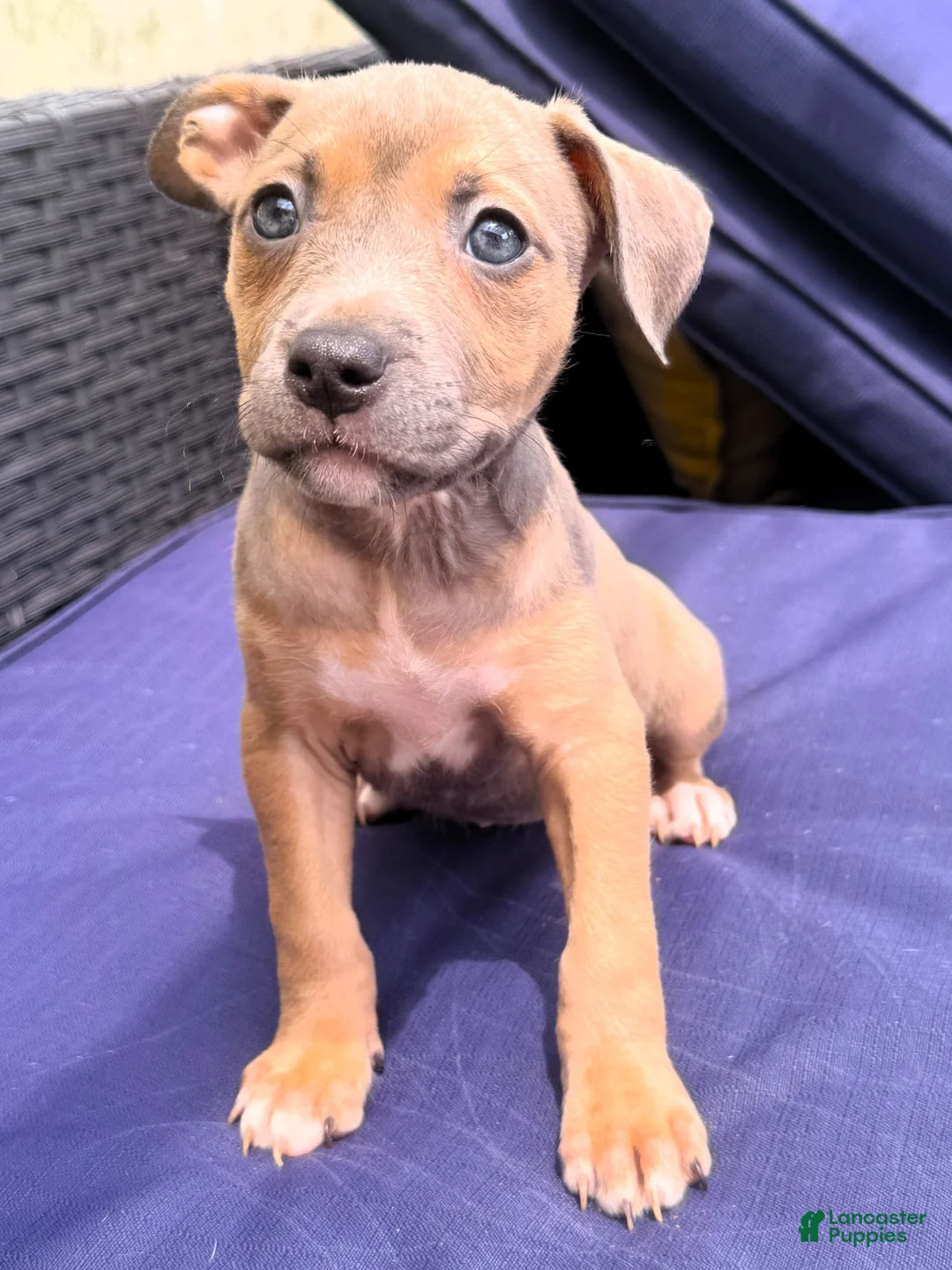 American Bully dogs for sale: "AAHLIYA" LILATRI COLOR - Ad 1