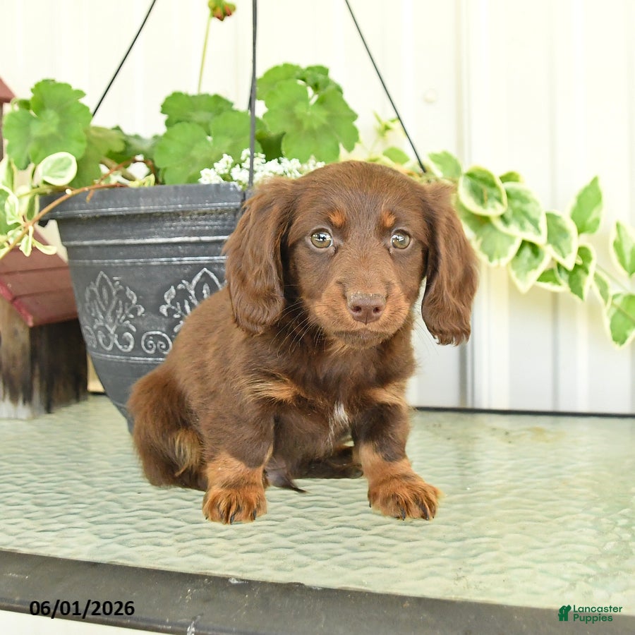 Dachshund dogs for sale: Milan - Ad 3