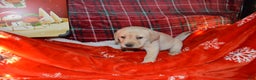Labrador Retriever dogs for sale: Buttercup - Ad 3