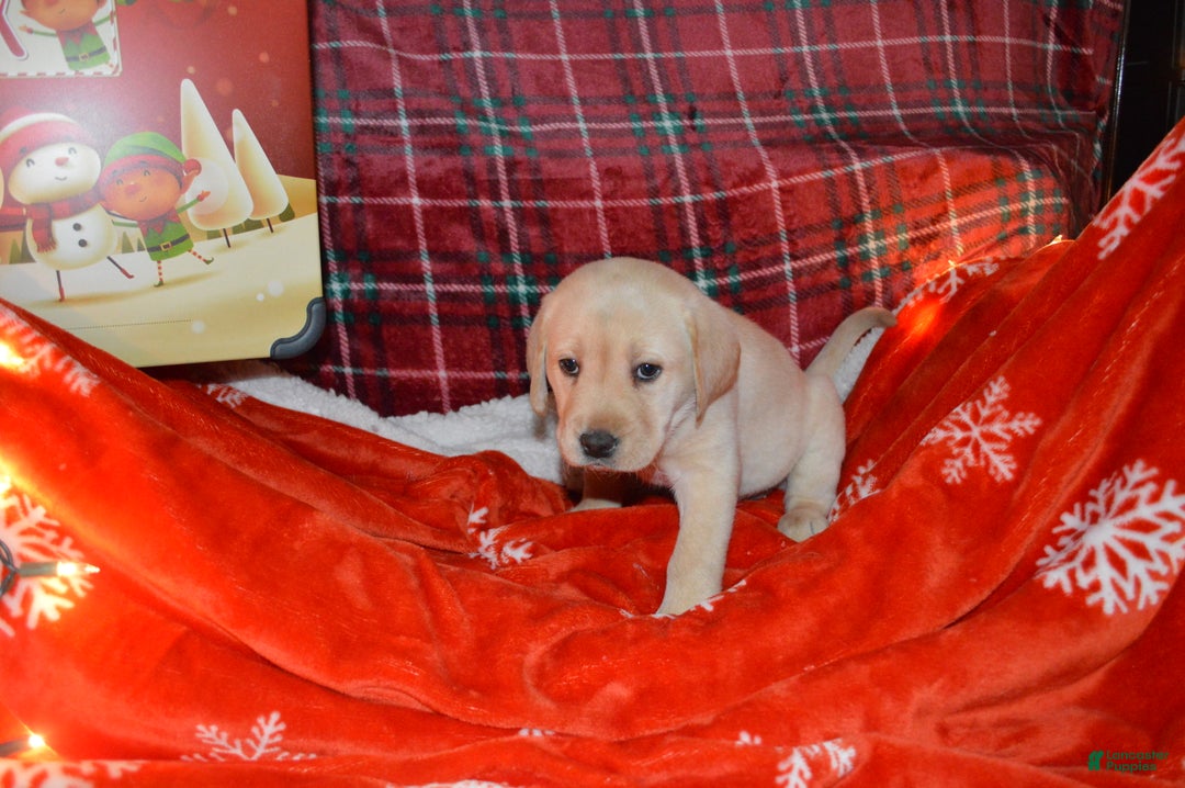 Labrador Retriever dogs for sale: Buttercup - Ad 3