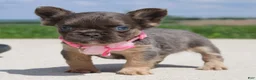 French Bulldog dogs for sale: Jana - Ad 2