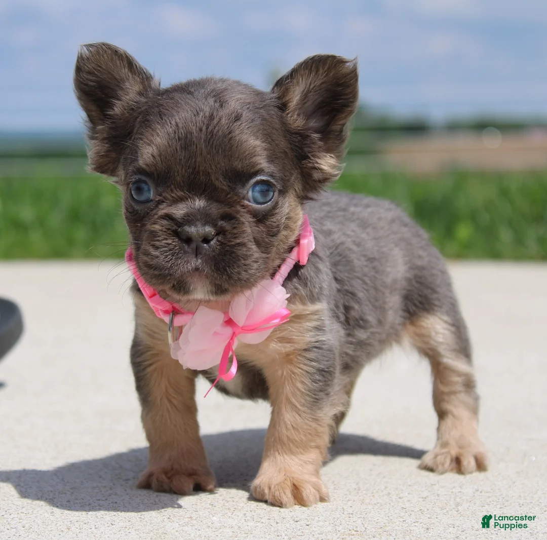 French Bulldog dogs for sale: Jana - Ad 2