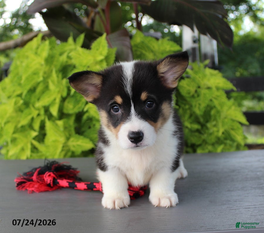 Welsh Corgi Pembroke dogs Lily - Ad 1