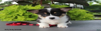 Lily
