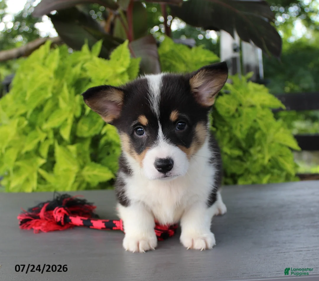 Welsh Corgi Pembroke dogs for sale: Lily - Ad 1