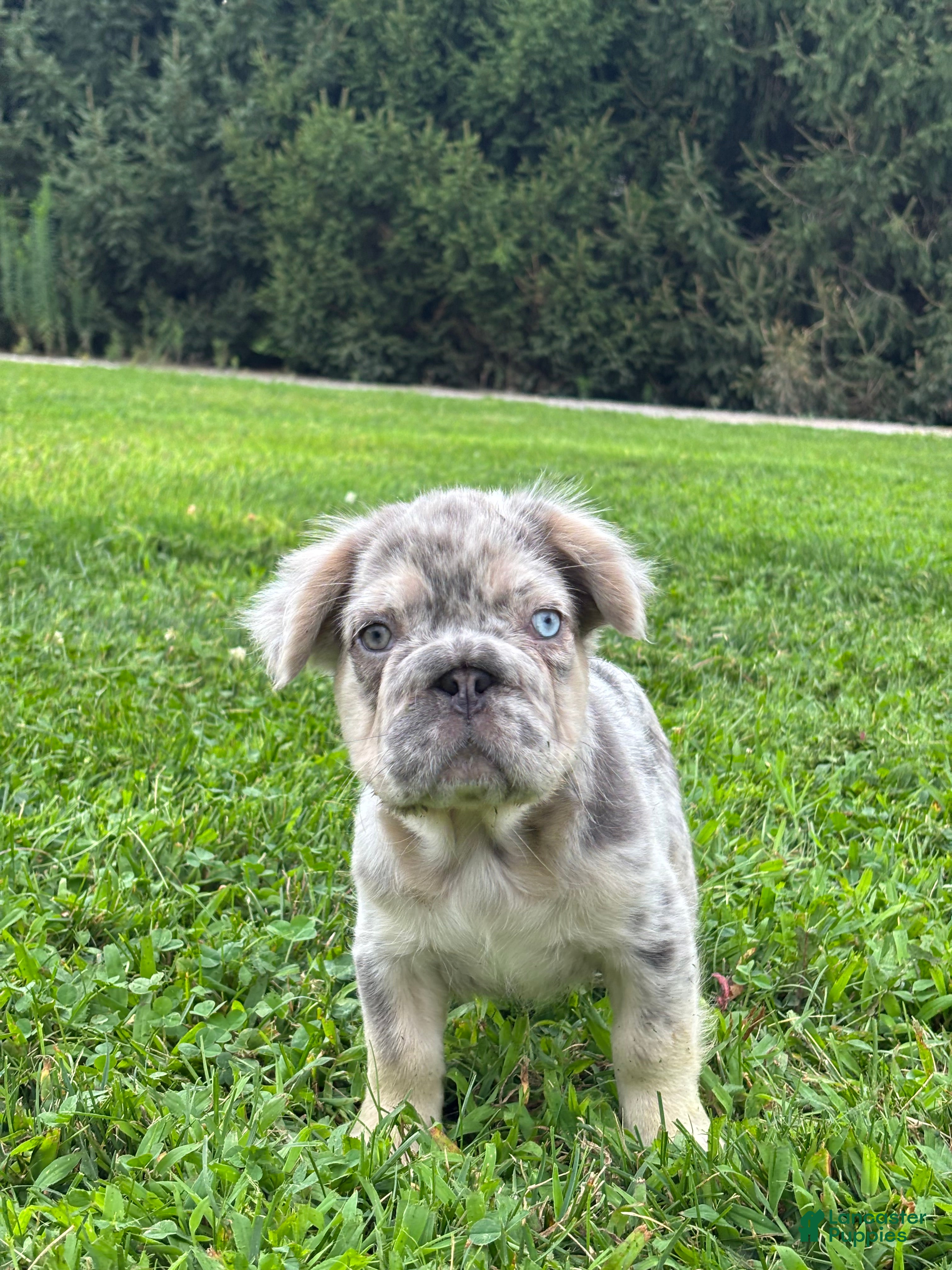 French Bulldog dogs Miles - Ad 2