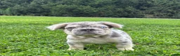 French Bulldog dogs for sale: Miles - Ad 2