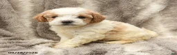 Miniature Poodle dogs for sale: Matt   - Ad 5