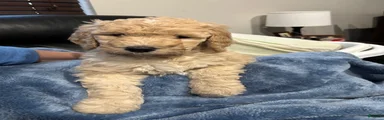 Goldendoodle Puppy 4