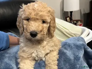 Goldendoodle dogs for sale: Goldendoodle Puppy 4 - Ad 3