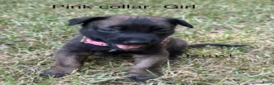 Belgian Malinois 4