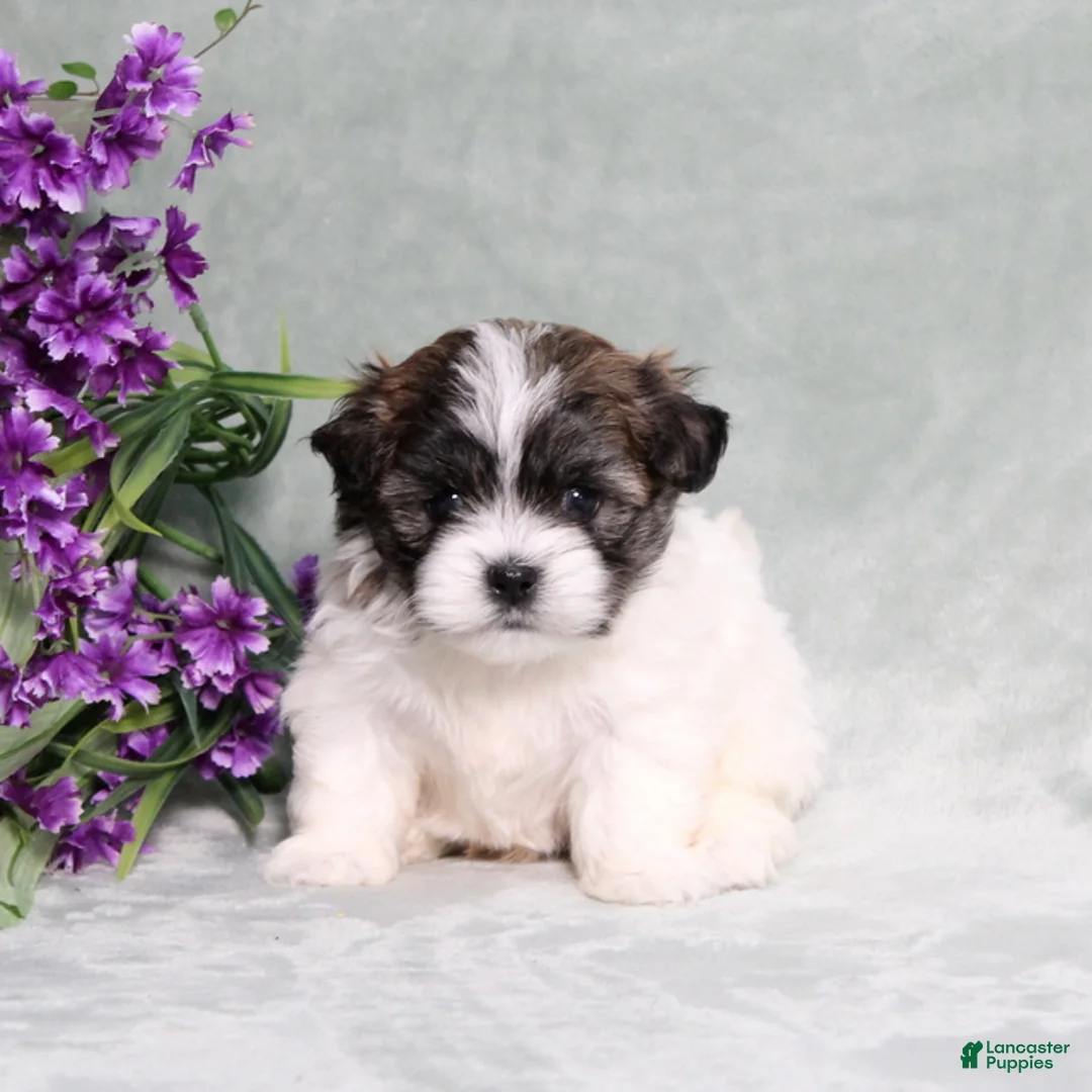 Teddy Bear dogs for sale: Walter - Ad 5
