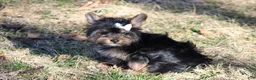 Yorkshire Terrier dogs for sale: Anna - Ad 3