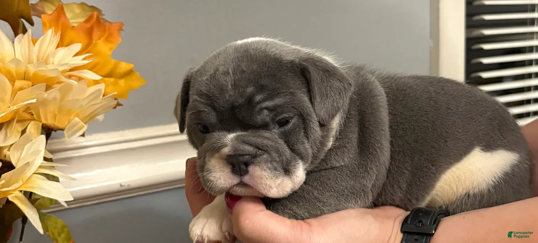 Mixed Breed dogs for sale: Judy  - Ad 7