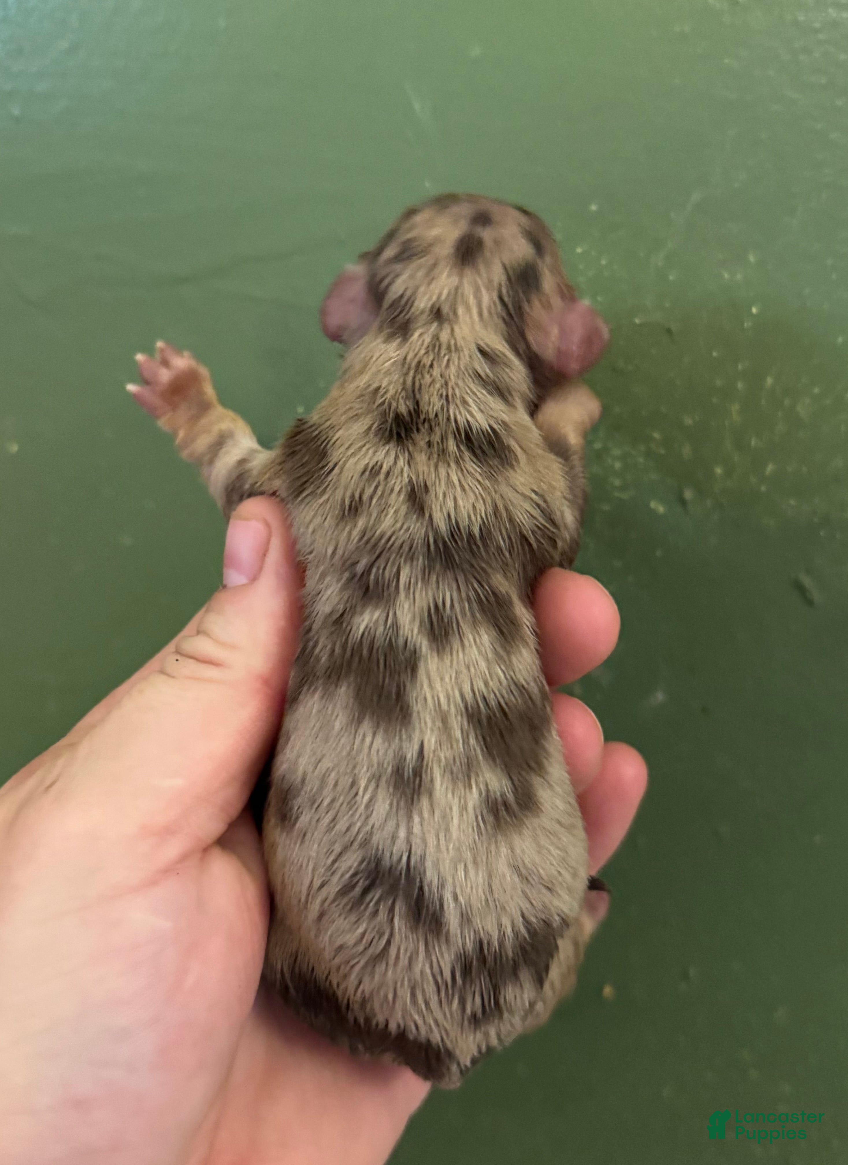 Miniature Dachshund dogs Russian AKC dapple - Ad 14