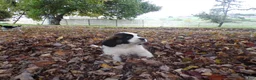 Saint Bernard dogs for sale: Clifford - Ad 2