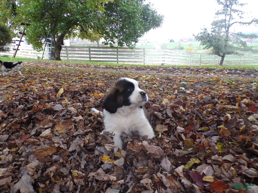 Saint Bernard dogs for sale: Clifford - Ad 2