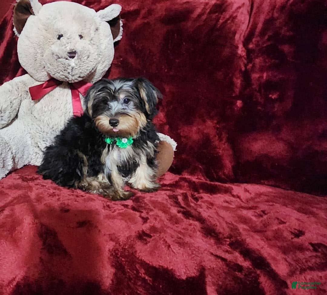 Yorkshire Terrier dogs for sale: BRODY - Ad 10