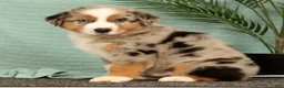 Miniature Australian Shepherd dogs for sale: Jasper - Ad 3