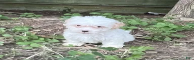 Maltipoo 1