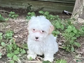 Maltipoo dogs Maltipoo 1 - Ad 6
