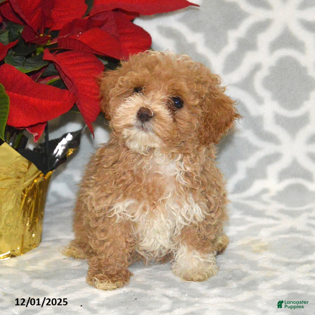 Maltipoo dogs for sale: Blitzen - Ad 6