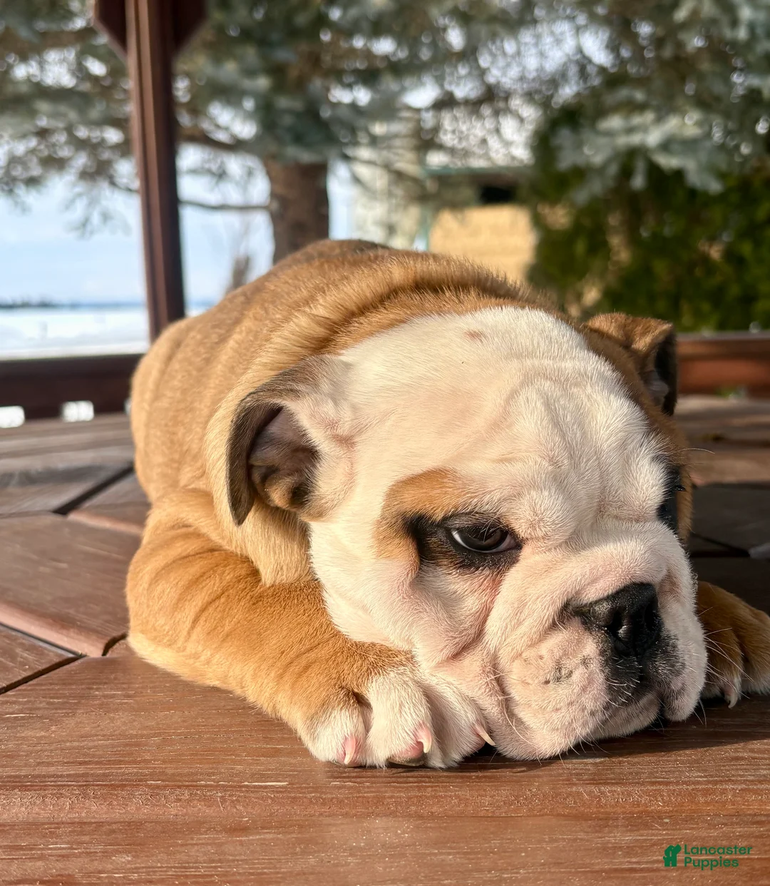 English Bulldog dogs for sale: Skye - Ad 6