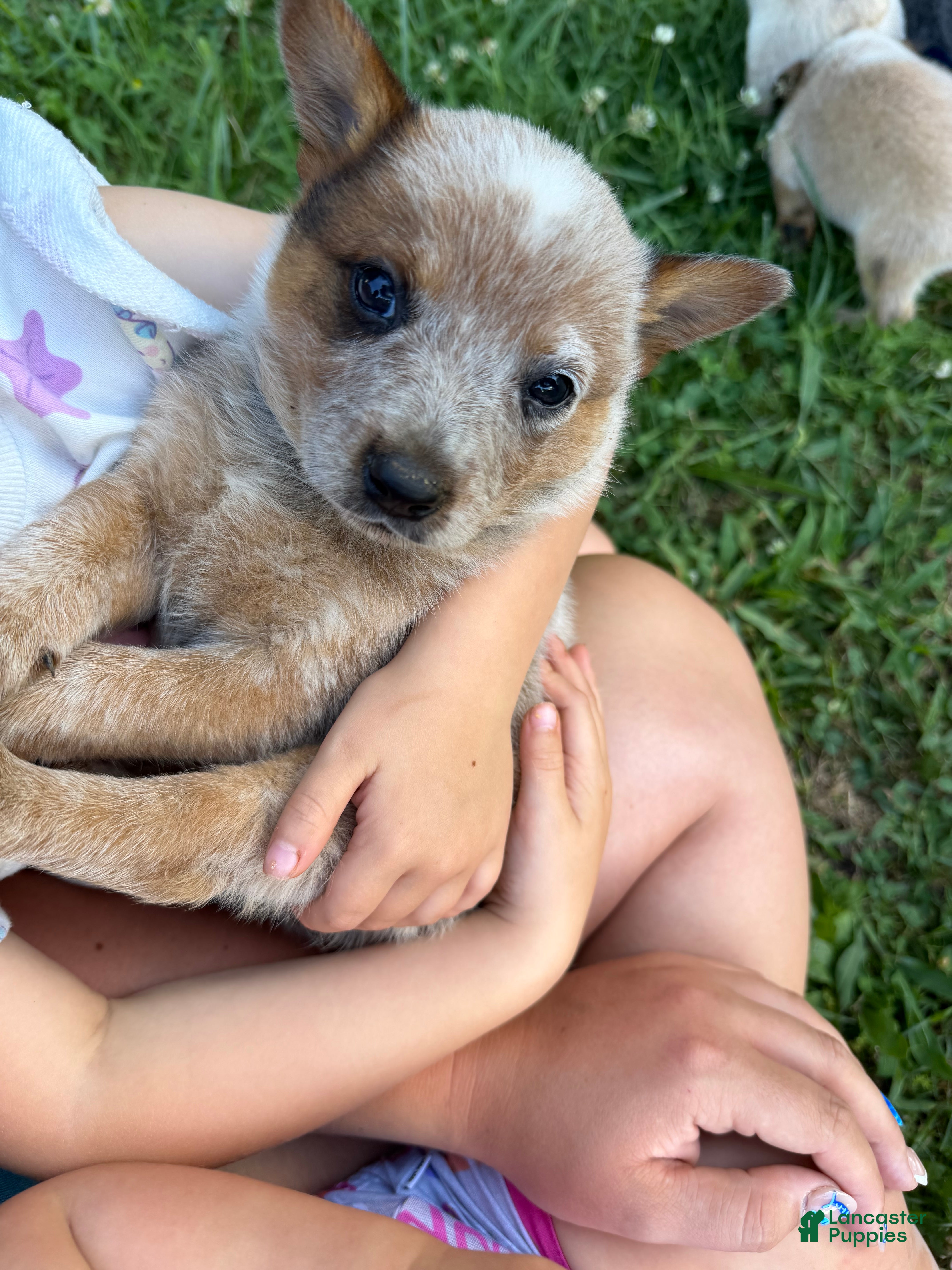 Australian Cattle Dog dogs Australian Cattle Dog 5 - Ad 12