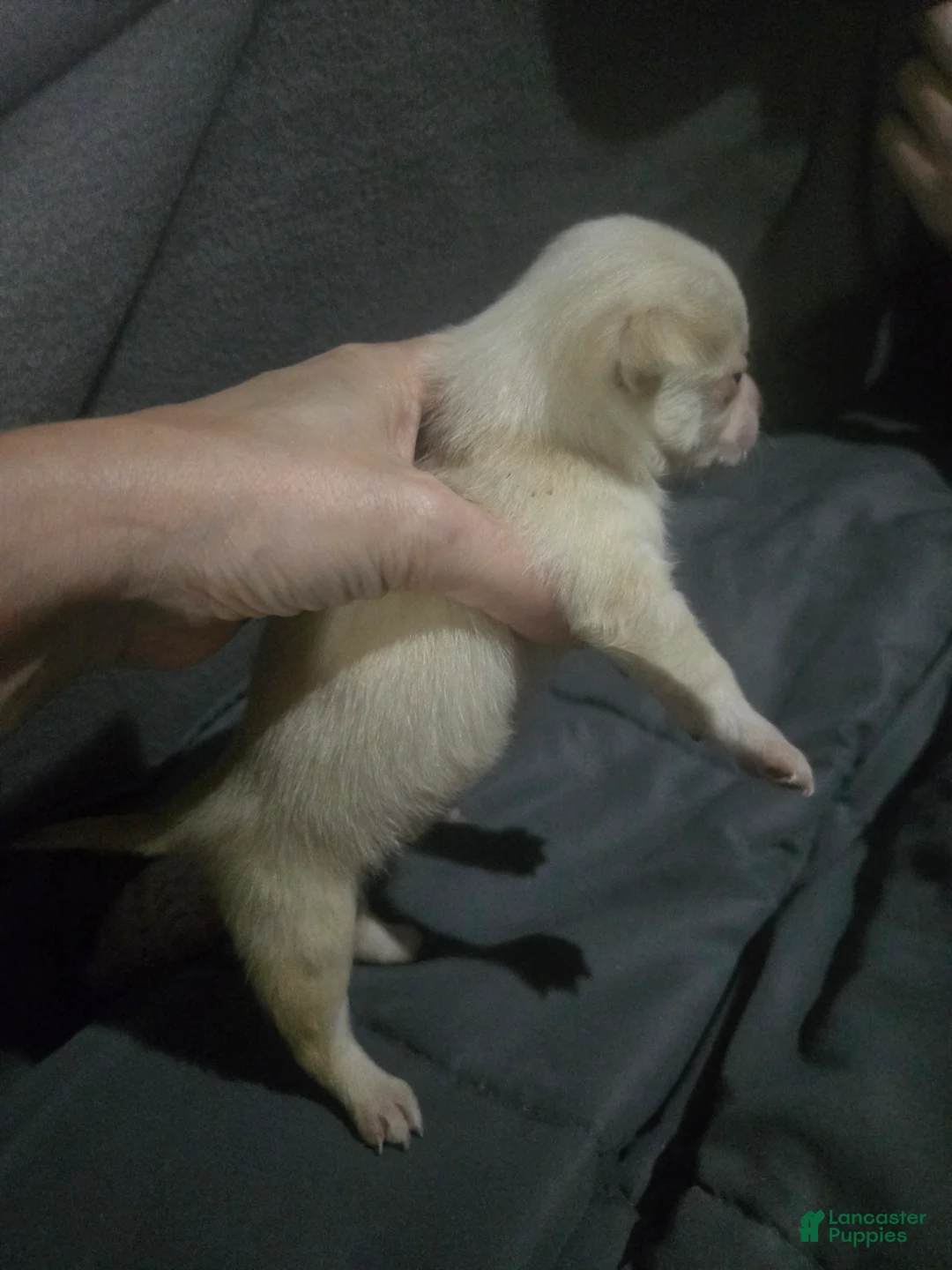 Chihuahua dogs for sale: Chihuahua Puppy 1 - Ad 2