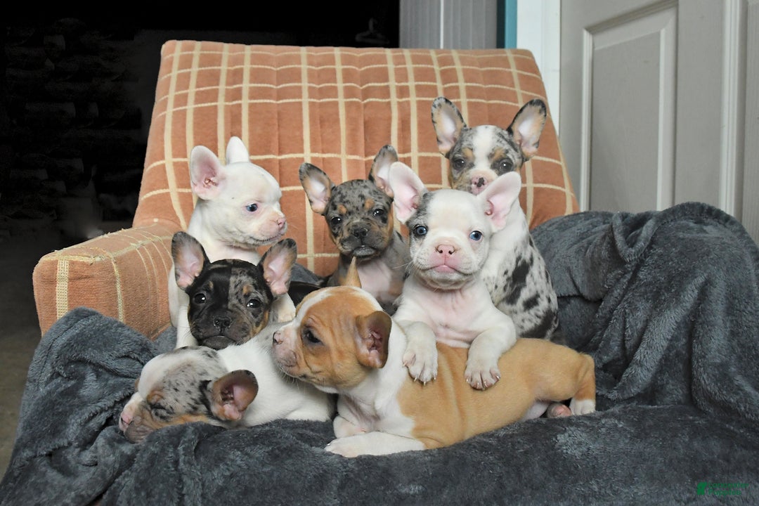 Frenchton dogs for sale: Cashew - Ad 5