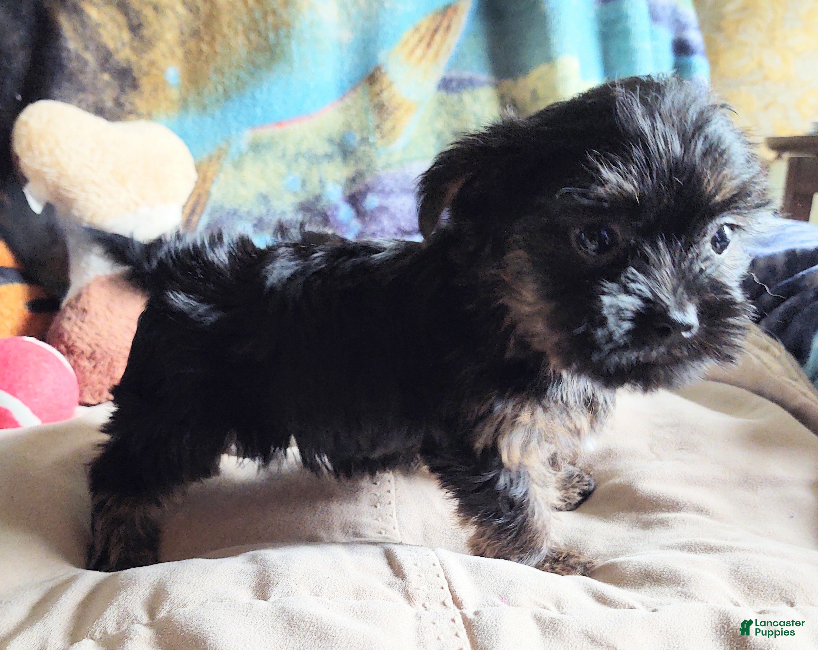 Yorkiepoo dogs Chop chop  - Ad 35