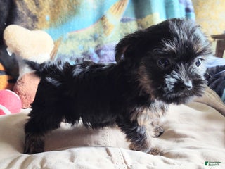 Yorkiepoo dogs Chop chop - Ad 35