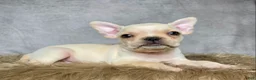 Frenchton dogs for sale: Mr. Max  - Ad 4