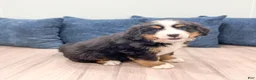 Bernese Mountain Dog dogs for sale: Callie - Ad 5