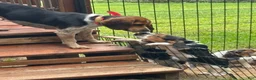 Beagle dogs for sale: Beagle 4 - Ad 4