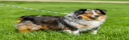 Miniature Australian Shepherd dogs for sale: Isaac - Ad 5