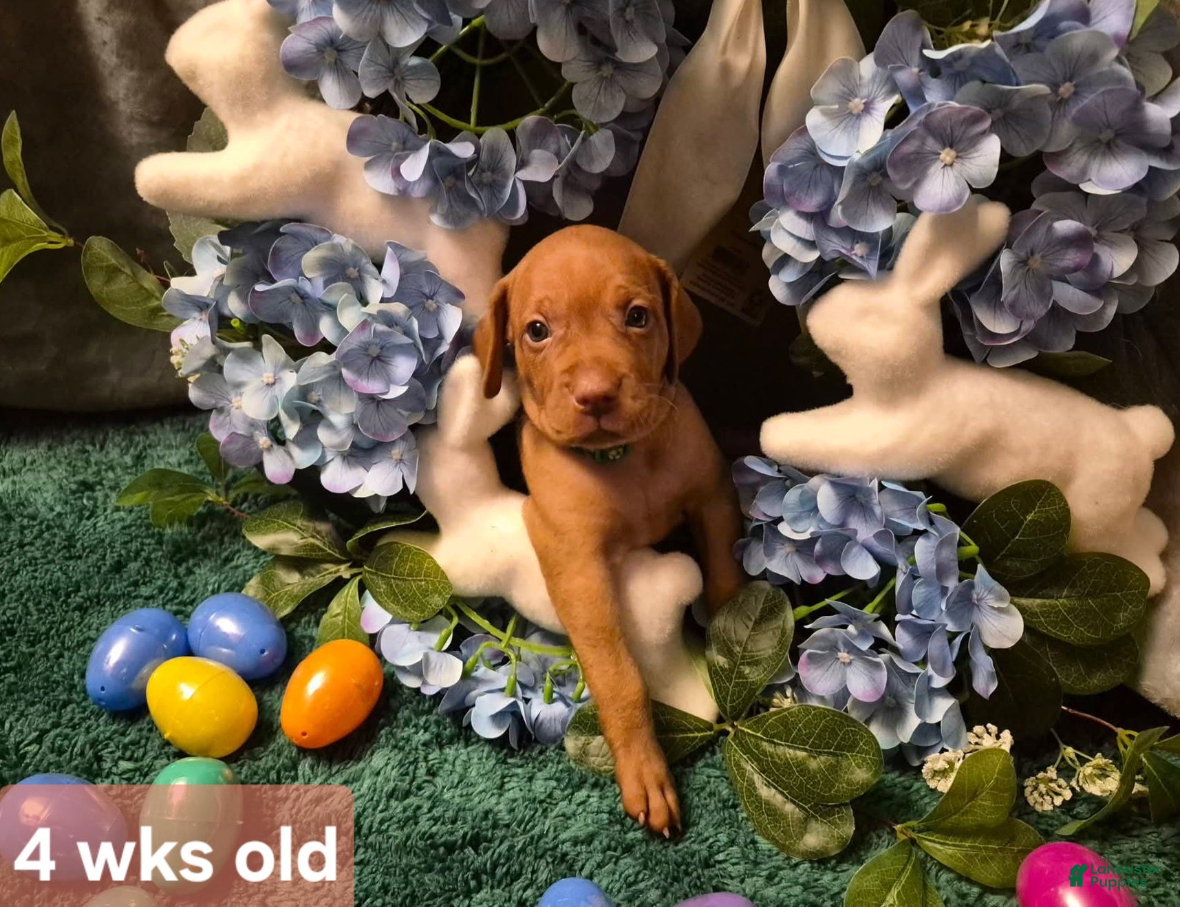 Vizsla dogs Green Collar - Ad 13